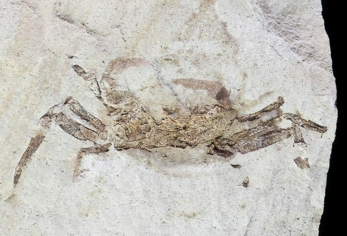 Fossil Pea Crab (Pinnixa) From California - Miocene #63735